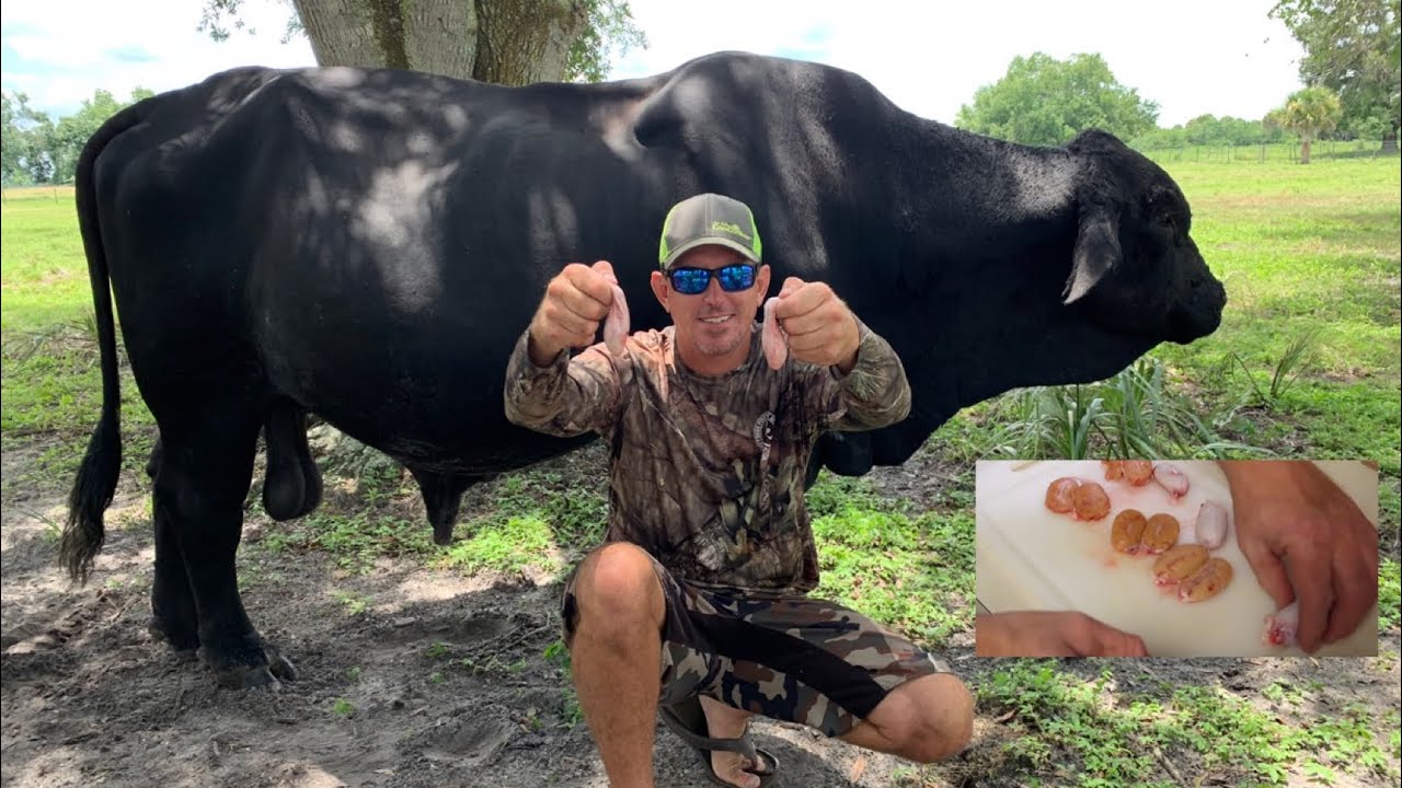ROCKY MOUNTAIN OYSTERS CATCH, CLEAN & COOK