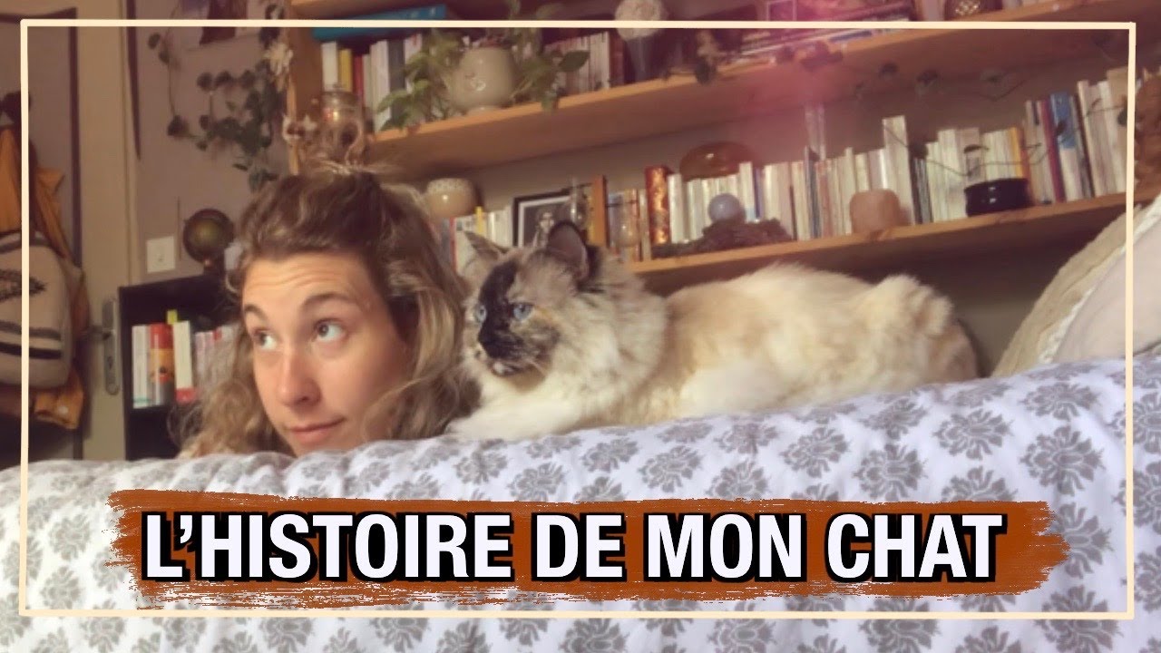 L' histoire de Mimi, chat sacré de Birmanie qui m'accompagne depuis 10 ans