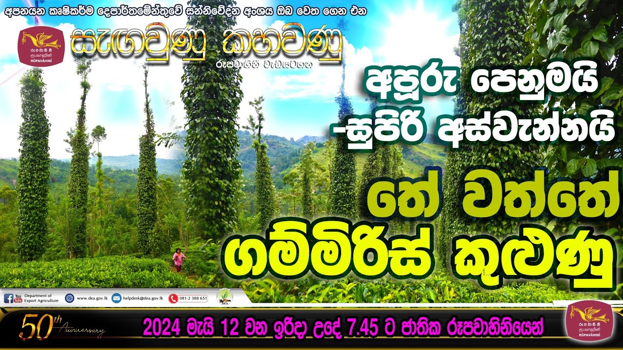 අපූරු පෙනුමයි - සුපිරි අස්වැන්නයි තේ වත්තේ ගම්මිරිස් කුලුනු