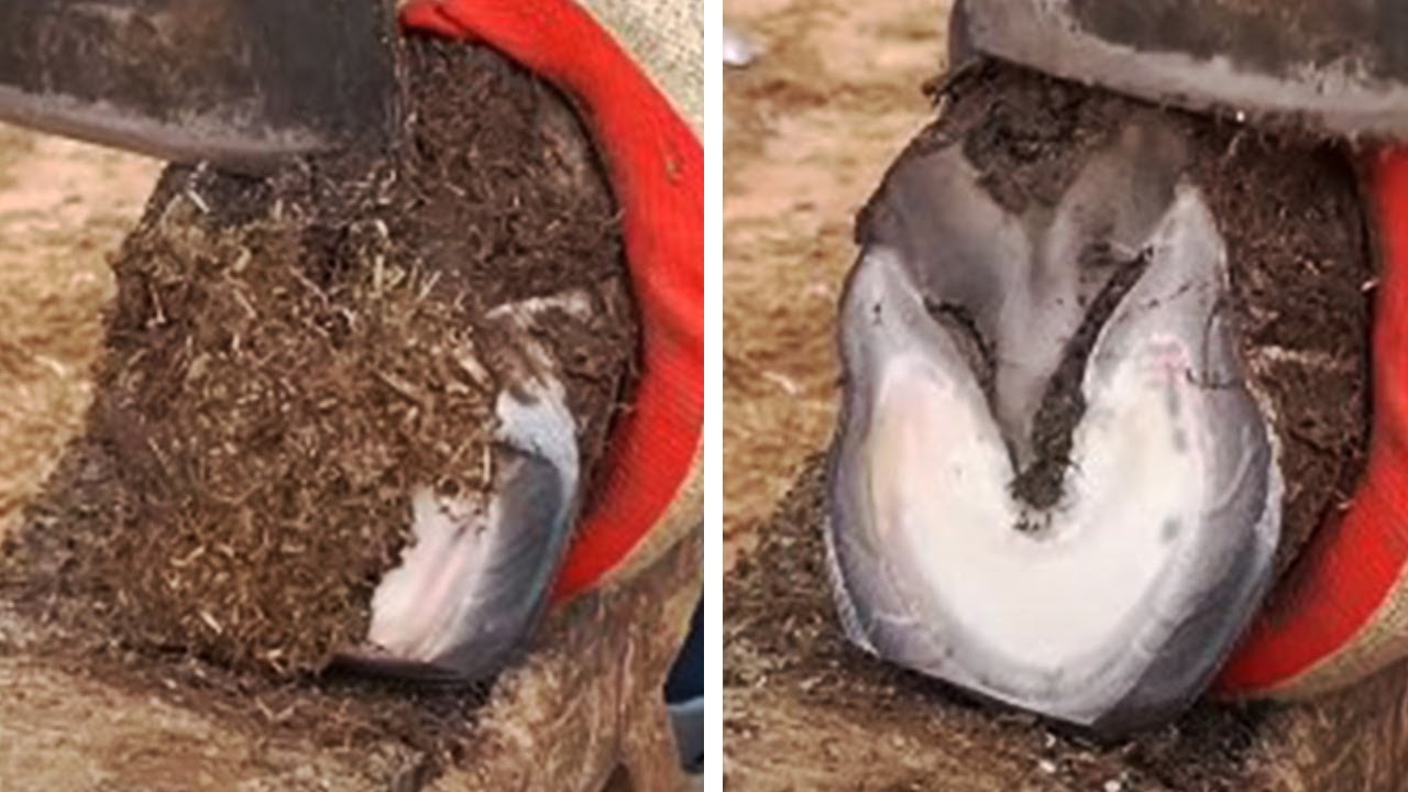 Hoof trimming: healthy donkey care, so comfortable [Black Donkey Prince & ASMR hoof]