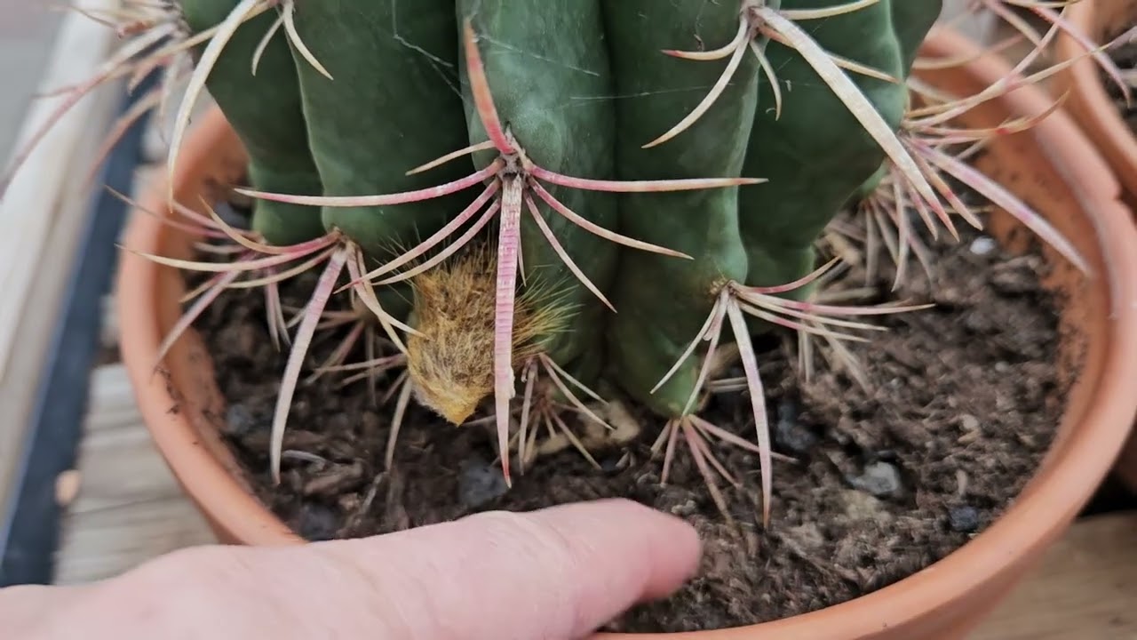 Le moment de rempoter les cactus