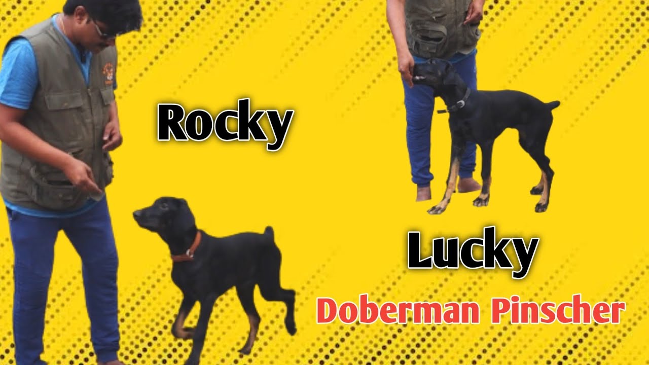 Доберман-пинчеры | Рокки и Лаки | Базовое послушание @BalusK9Dogtraining #вирусный #поддержка 🙏