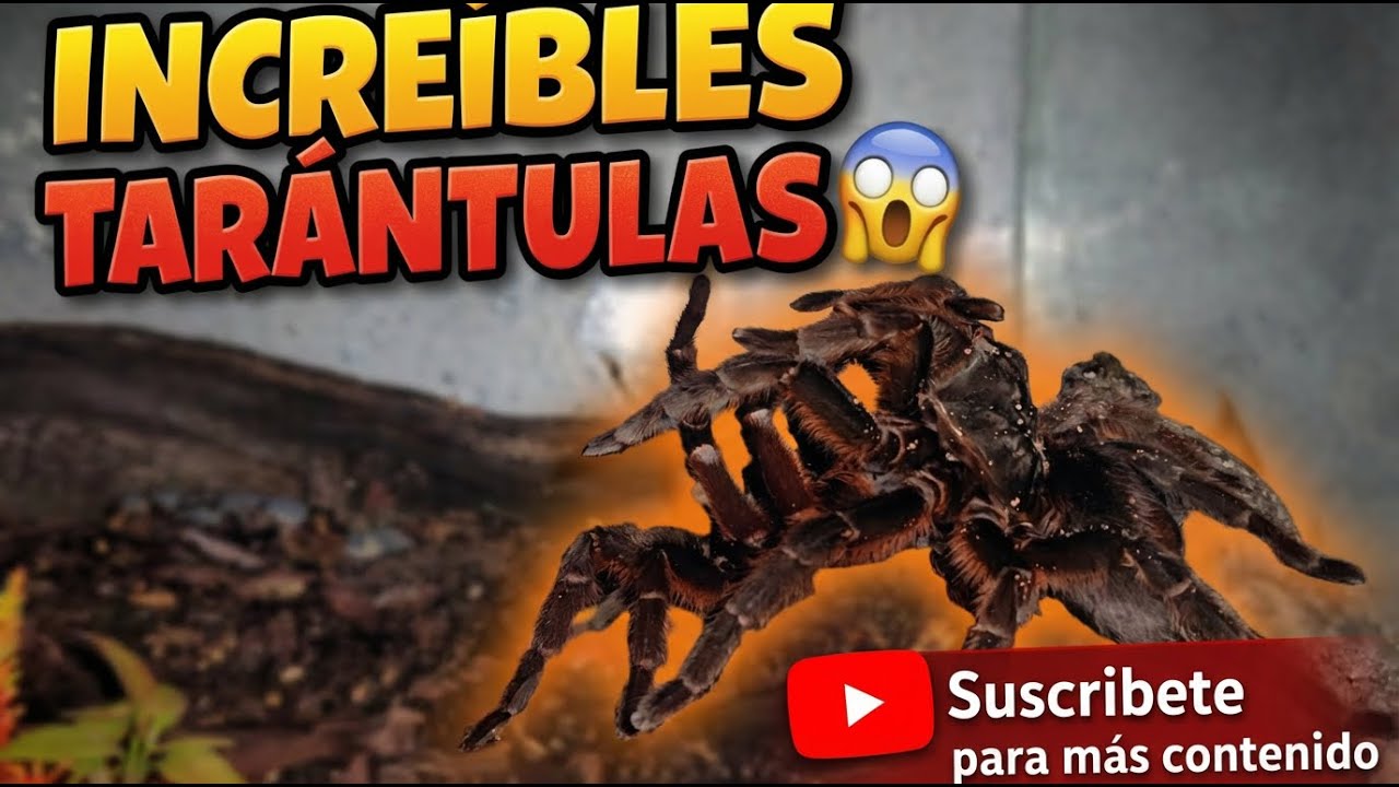 #tarantulas INCREIBLES😱 | Reproducción de Grammostola #viral #tarantula #parejas #spider #naturaleza