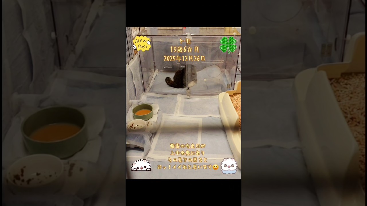 【ねねともきなこ猫介護日記】