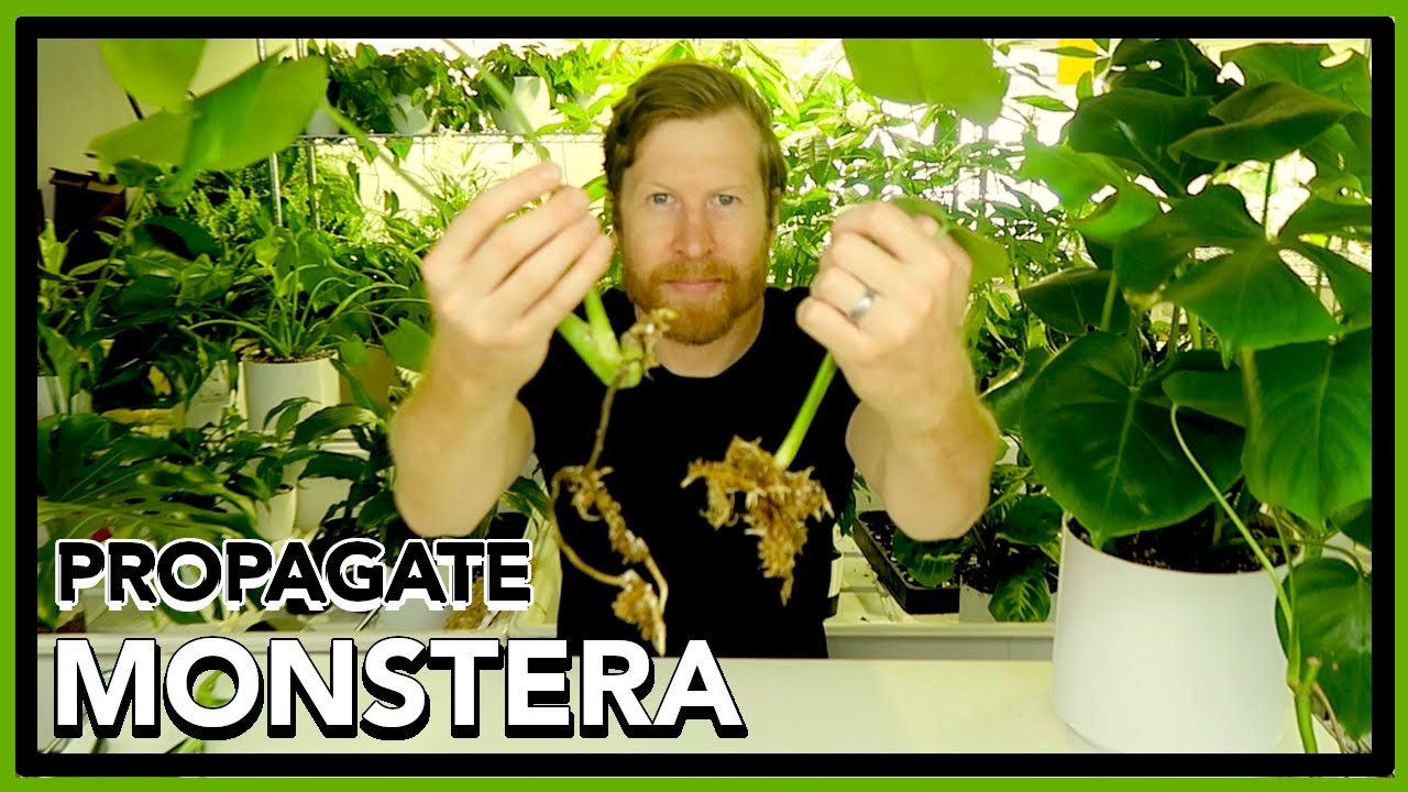 How to Propagate MONSTERA Deliciosa with RESULTS! Houseplant How to Ep 39