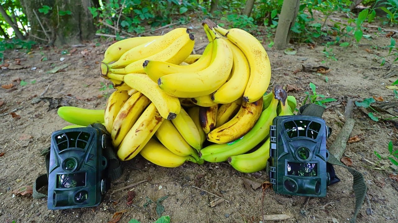 Trail Camera: Leaving Food in the Forest for Animals (Compilation)