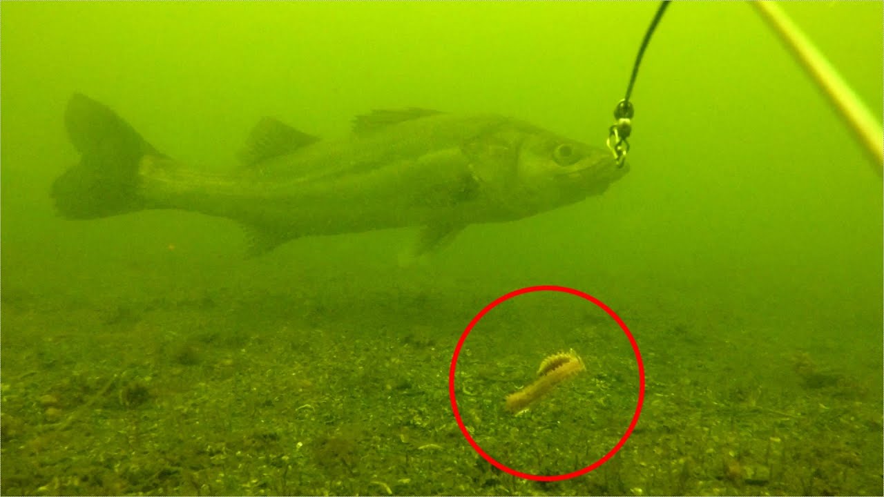 【釣り】水中カメラに「青イソメ」をつけて水中撮影してみた！ No.111