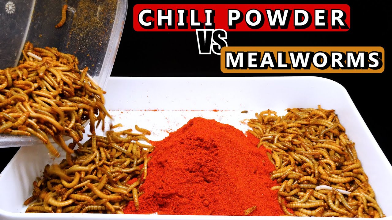 Chili Powder VS Meal Worms  [4K] Time Lapse