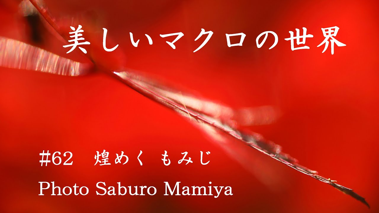 美しいマクロの世界＃62　煌めくもみじ