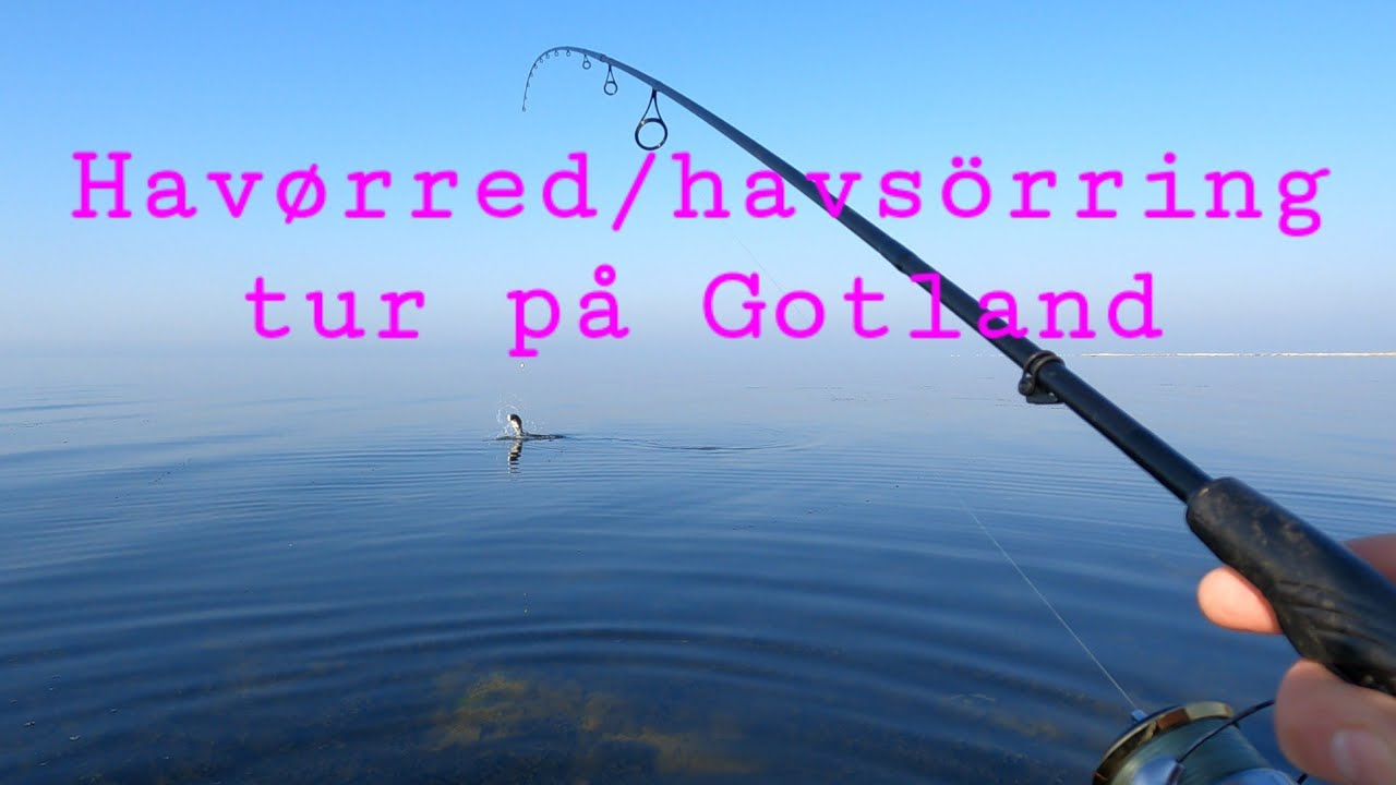 Havørred/havsöring på Gotland med Svenskerfluen.