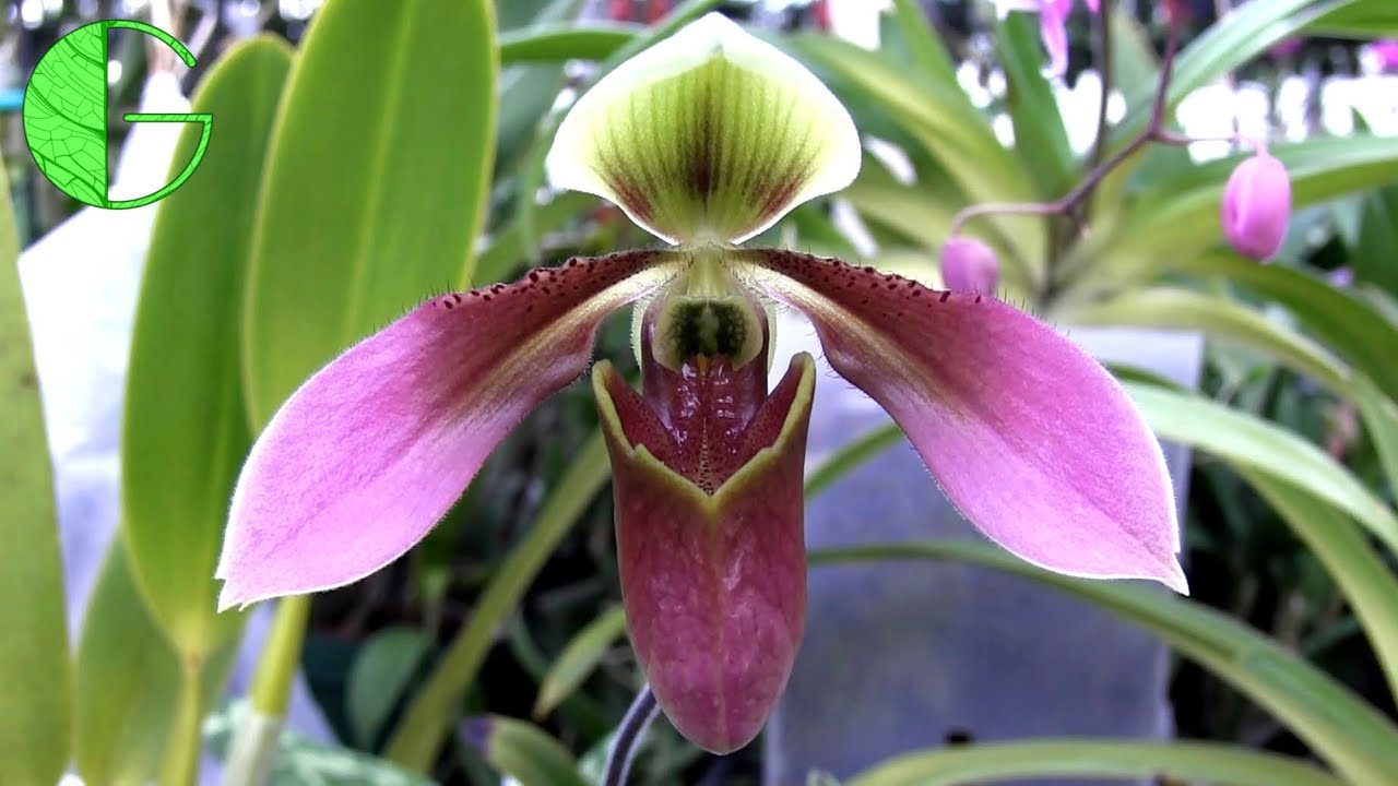 Paph appletonianum • Orchid collection growth, buds, blooms • 2 March 2019