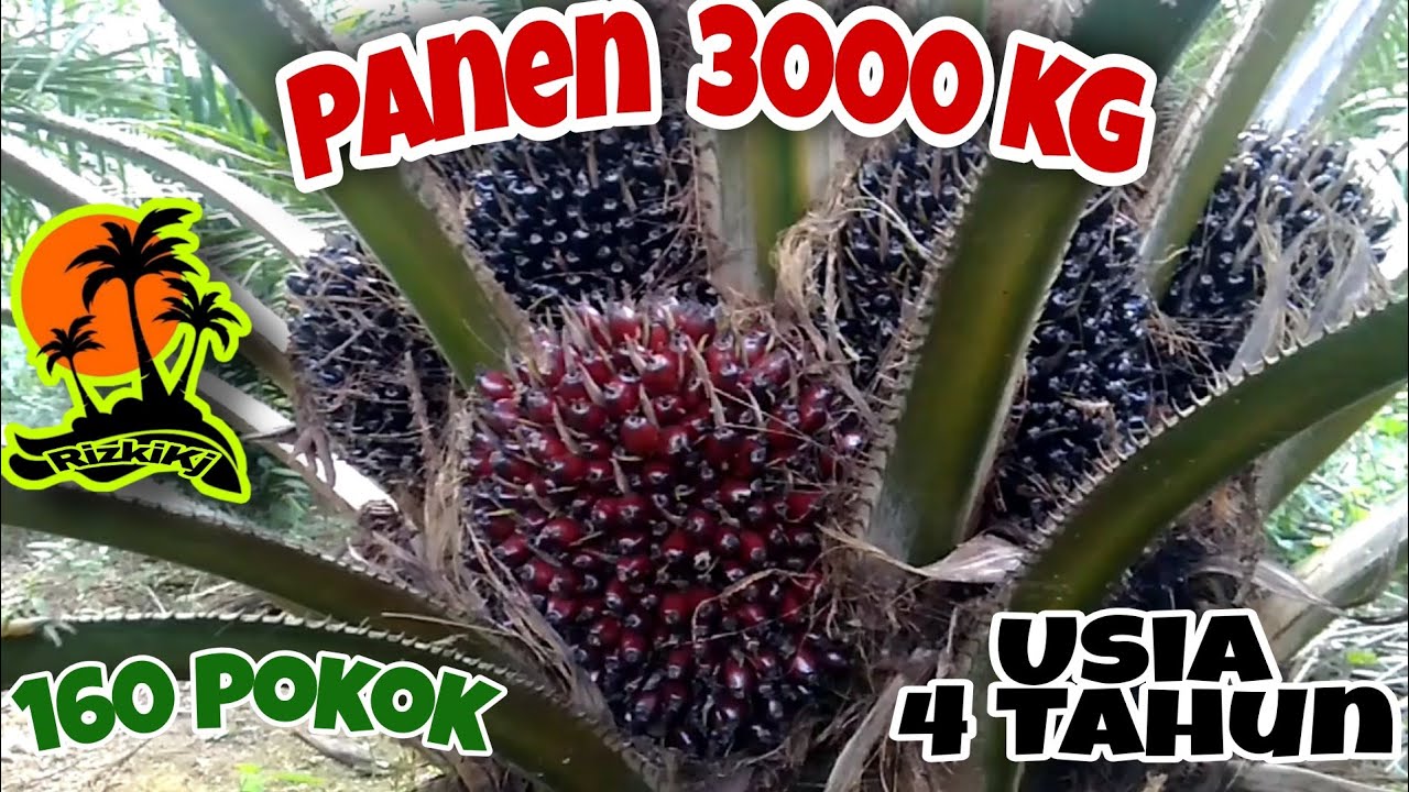 PPKS DUMPY Panen 3 Ton Usia 4 Tahun, Bikin Petani Muda Jadi HAPPY. #ppks #sawit #kelapasawit