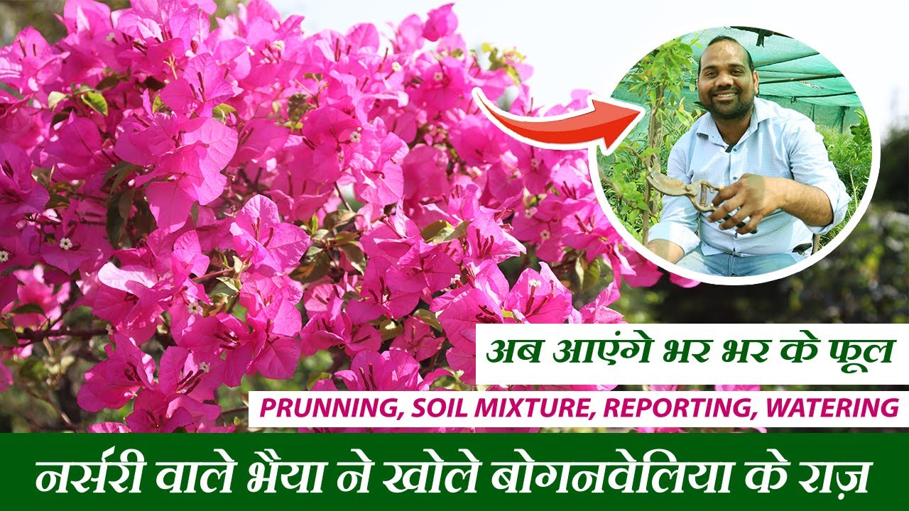 अब नहीं मरेगा बोगनवेलिया, आएंगे भर भर के फूल | How to Grow Bougainvillea at Home | New Tips & Tricks