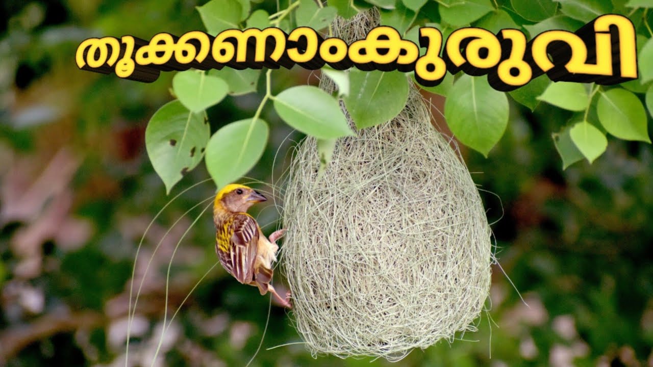 തൂക്കണാം കുരുവി |കൂടുണ്ടാകുന്നതിൽ വിരുതന്മാർ |MALAYALAM 