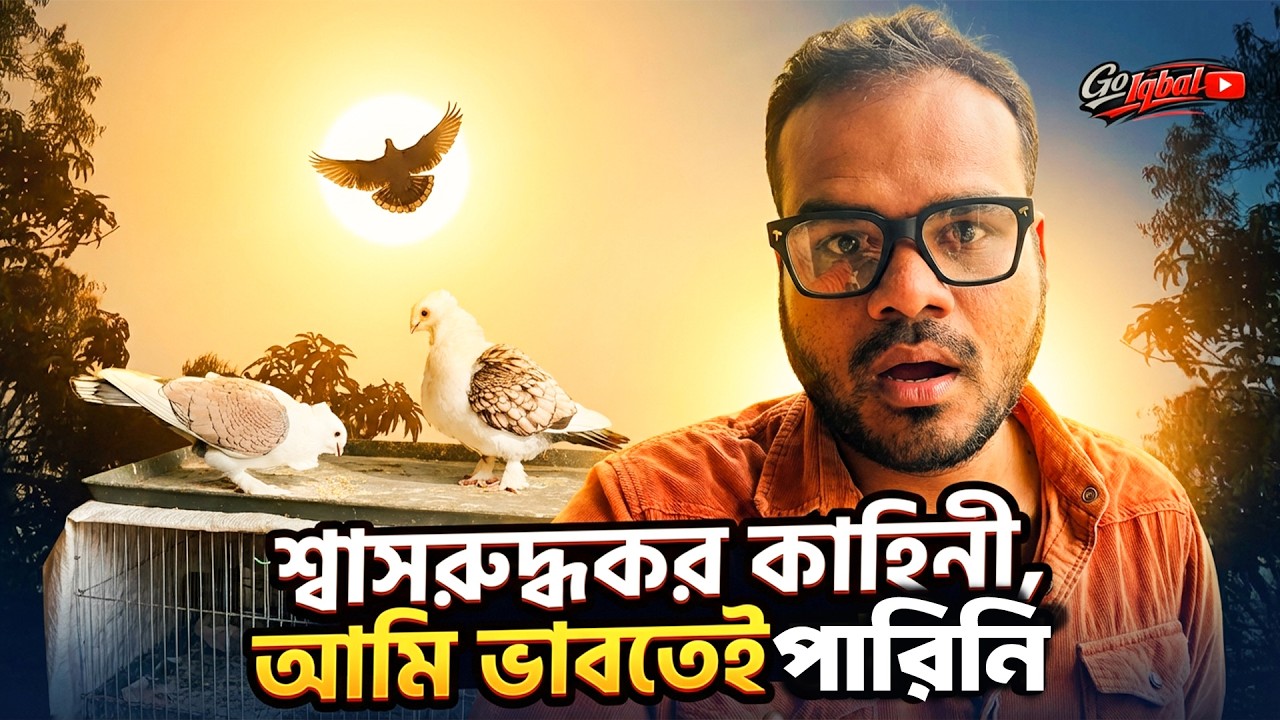 চলে গেছে আমাকে ছেড়ে | Jhorna Satinette Pigeon | gO IQBAL