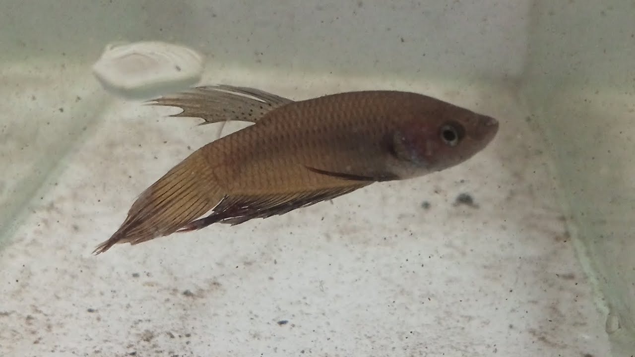 Atrás dos bettas 