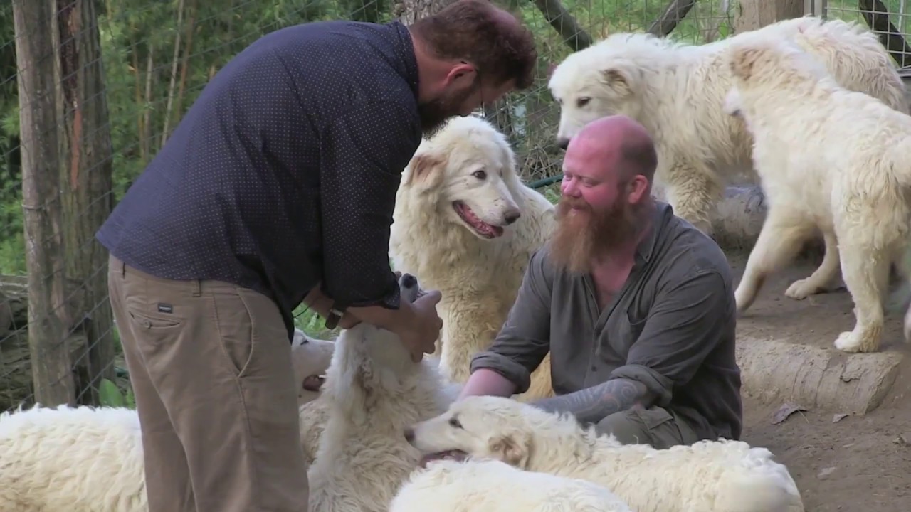 PASTORE MAREMMANO ABRUZZESE  allevamento cani da guardiania Anti-Lupo del Dott. Capogrosso Dario