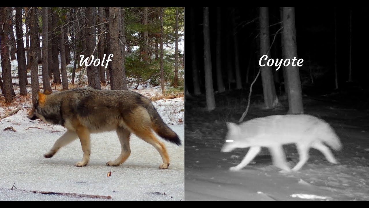 Wolf Pack in Montana