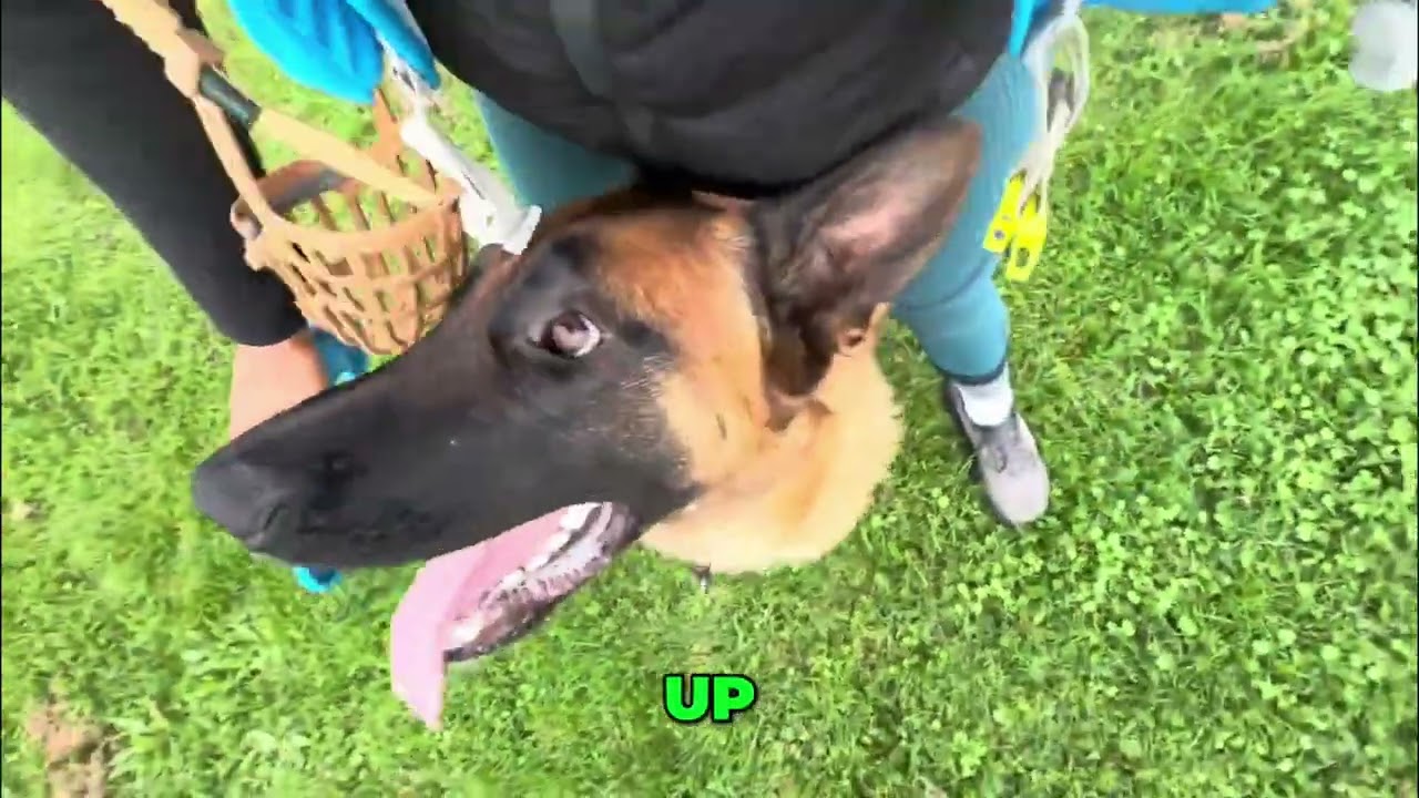 Dog Training: Master Basic Commands with These Easy Steps! #shorts