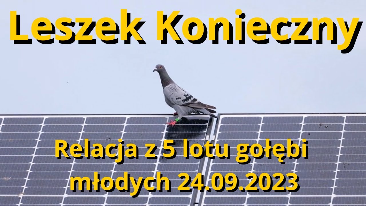 LESZEK KONIECZNY - RELACJA Z 5 LOTU GOŁĘBI MŁODYCH 24.09.2023