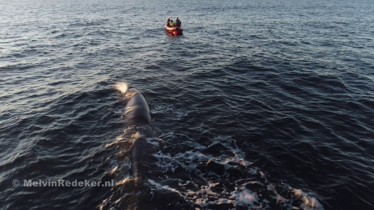 Sperm whale approaches our boat - Potvis zwemt naar onze boot