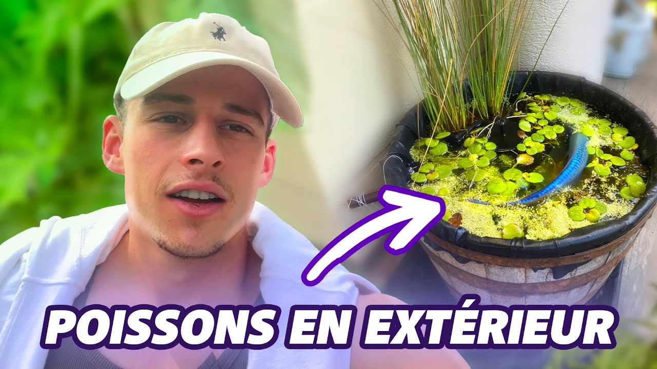Des POISSONS DEHORS quand tu as PAS de THUNES !