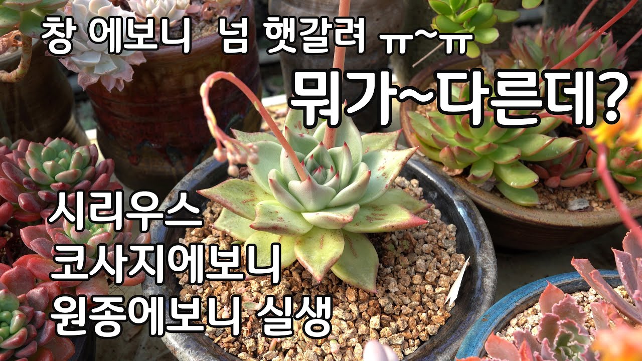 에보니 창 다육이 종류 키우기 시리우스 코사지에보니 실생 원종에보니