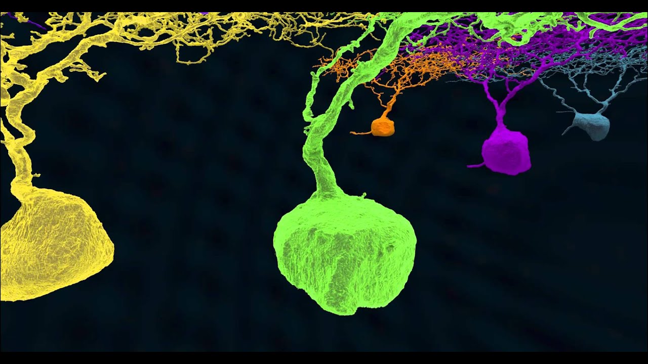 Neurons Discovered by Gamers in EyeWire