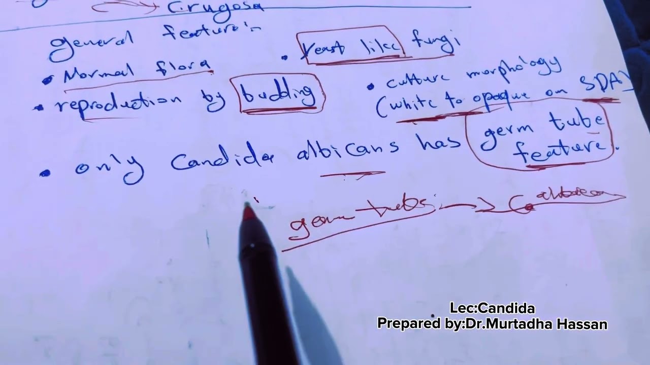 محاضرة Candida/مادة فطريات طبية/المرحلة الثالثة/قسم المختبرات الطبية