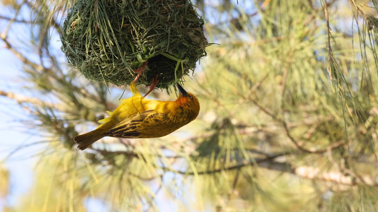 Baya Weaver Nests: Why These Birds Are The Ultimate Survivalists!