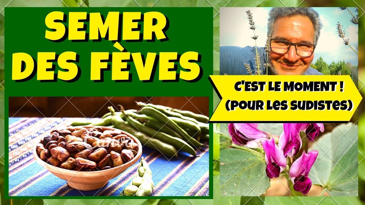 Semer des fèves au jardin potager !
