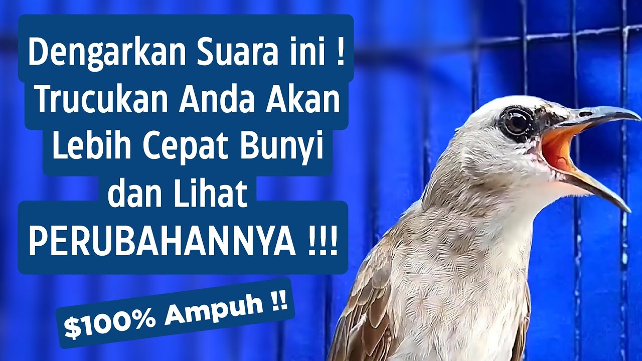 Masteran Trucukan Gacor Ngalas Tarung Ropel Paling Bagus Untuk Pancingan Trucukan Agar Bunyi Nyaut