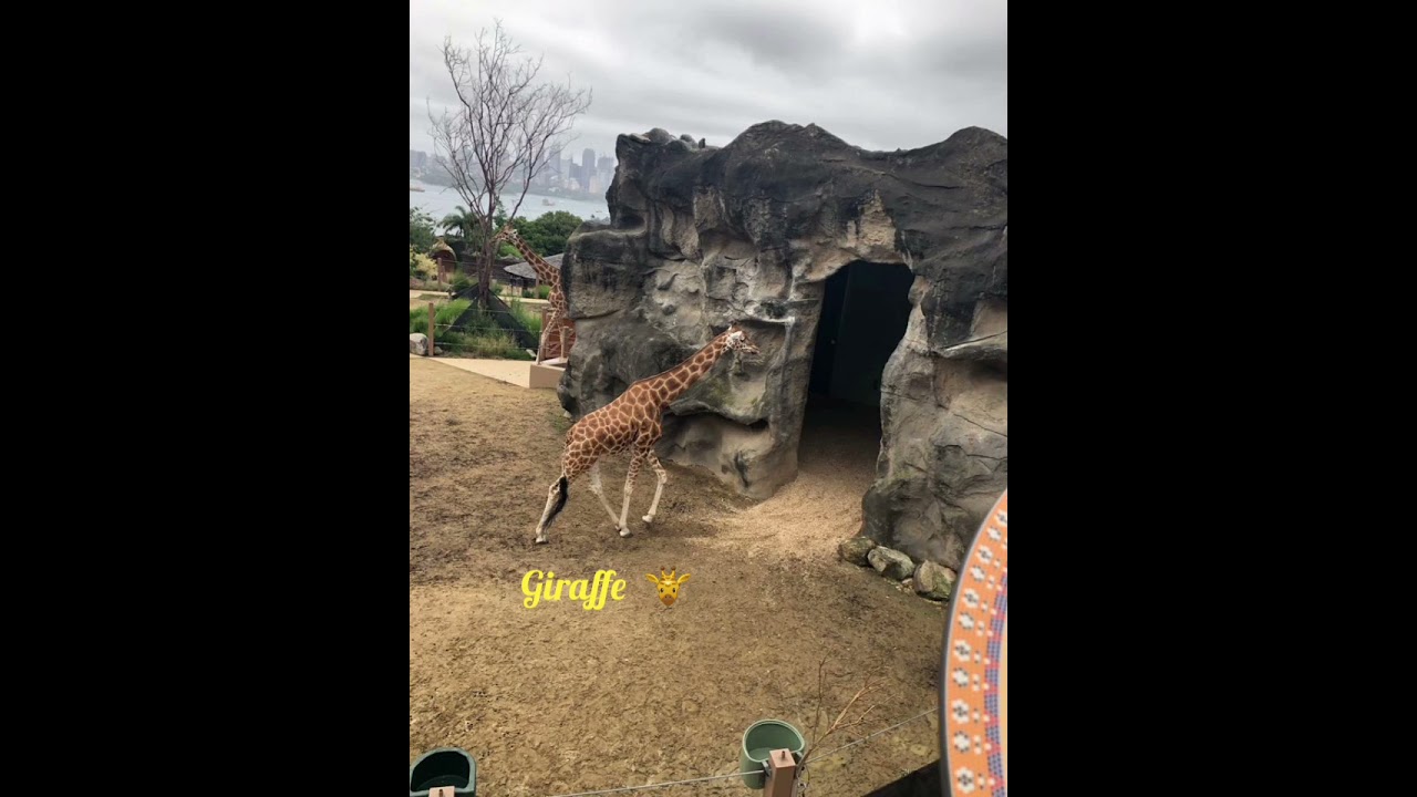 vlog on Taronga zoological park Sidney