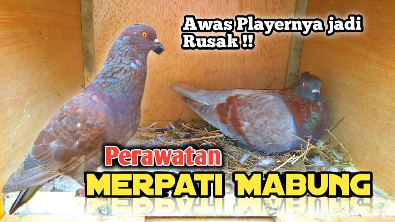 Perawatan Merpati Saat Mabung
