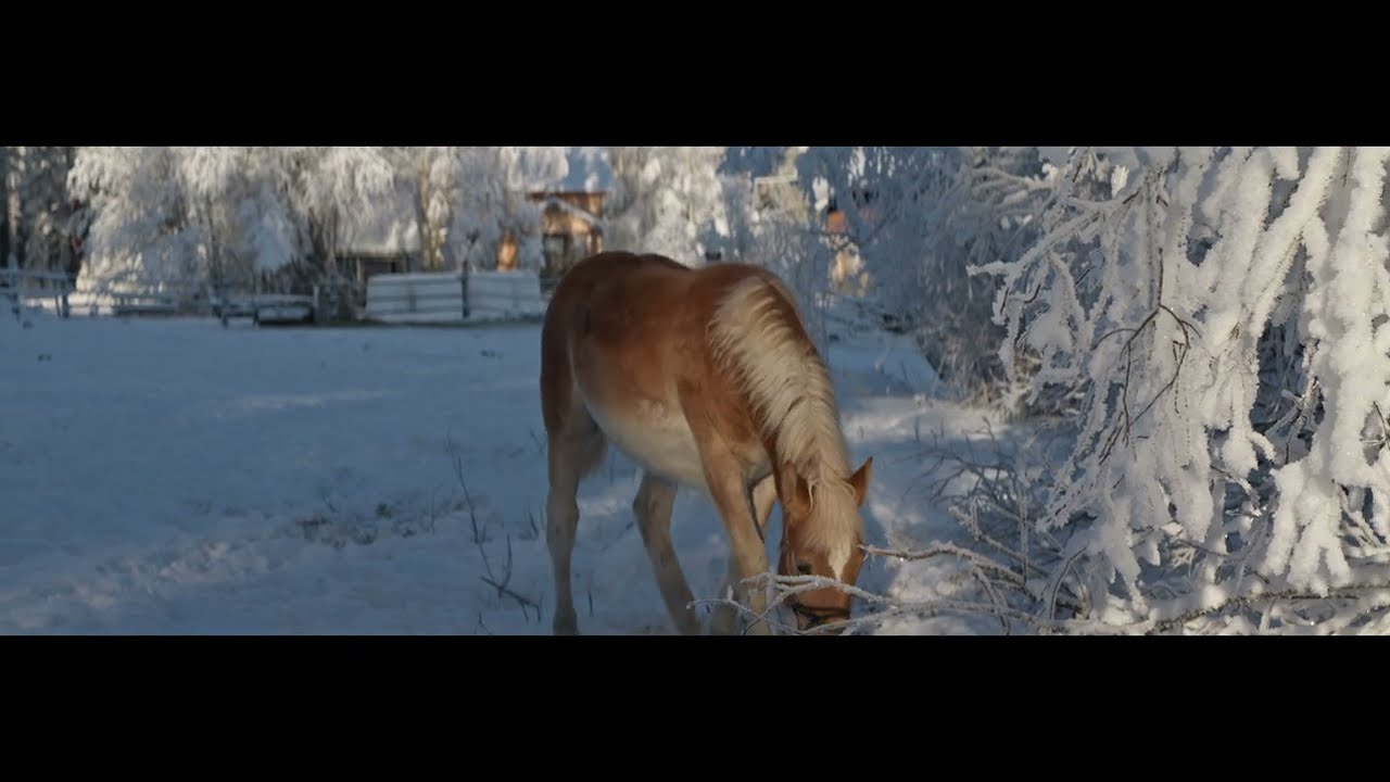 Sirui anamorphic 100mm test