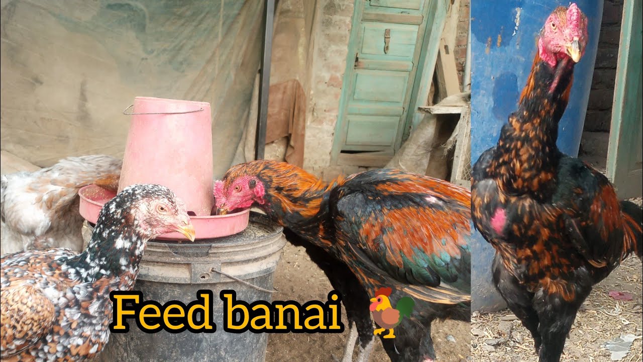 Murgo 🐓 ky liy new feed banai like and subscribe thanks for watching 💖