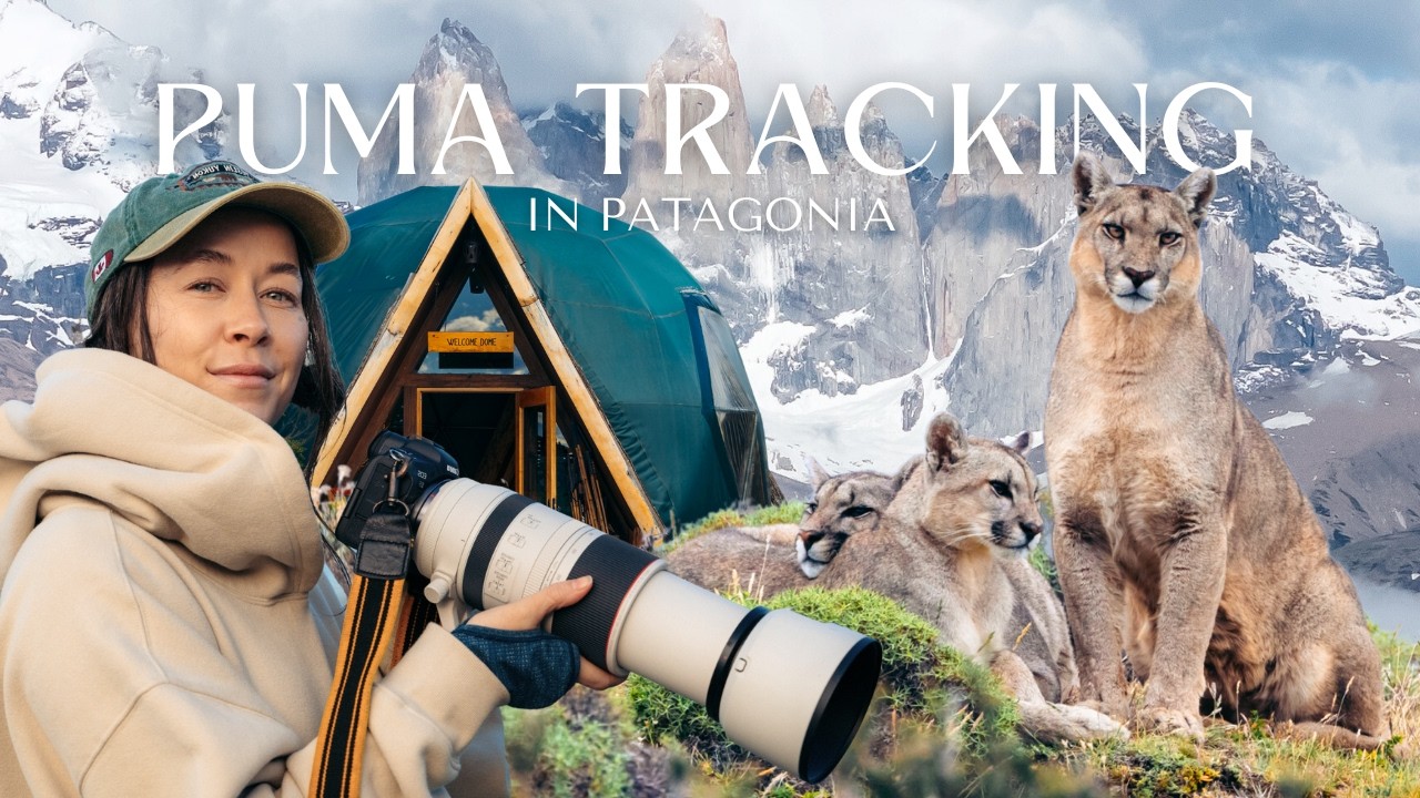 Puma Tracking in Patagonia: Photographing Chile’s LARGEST FELINE | EcoCamp Wildlife Safari Adventure