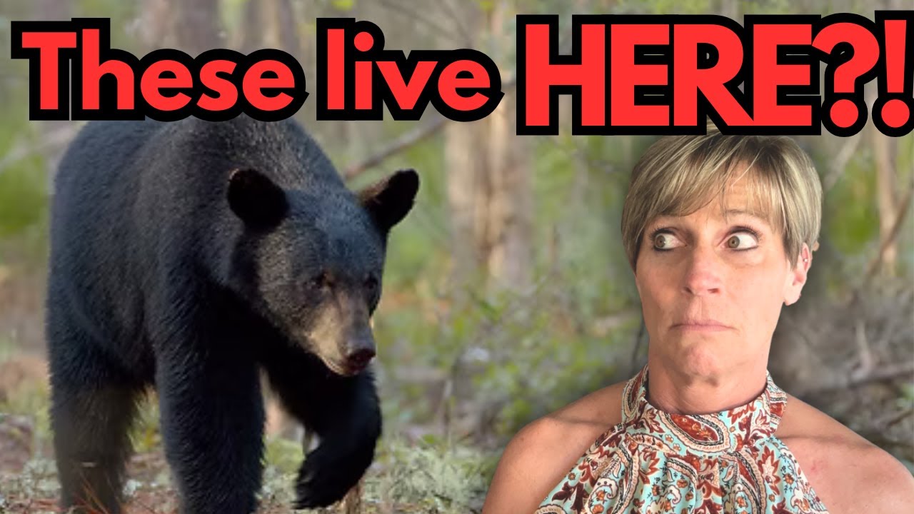 Wild Animals That Actually Live in Florida