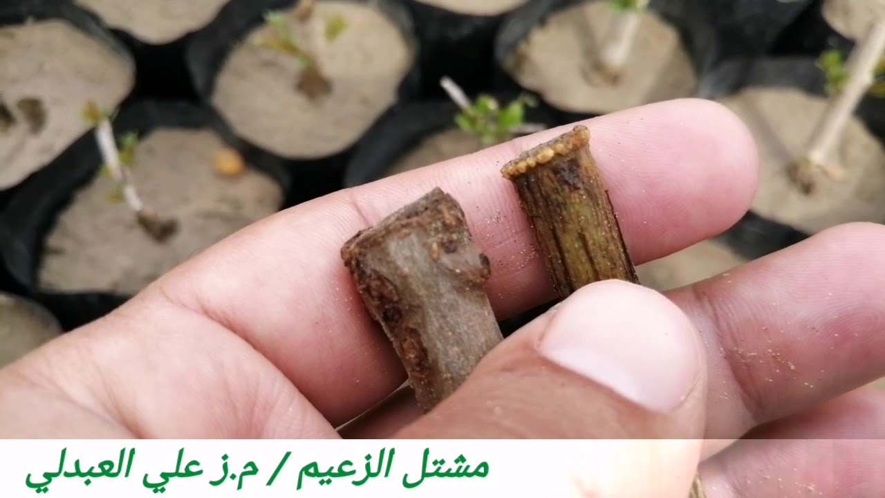 دور هرمون التجذير شرح جديد لاول مره تابع الفيديو الى النهاية