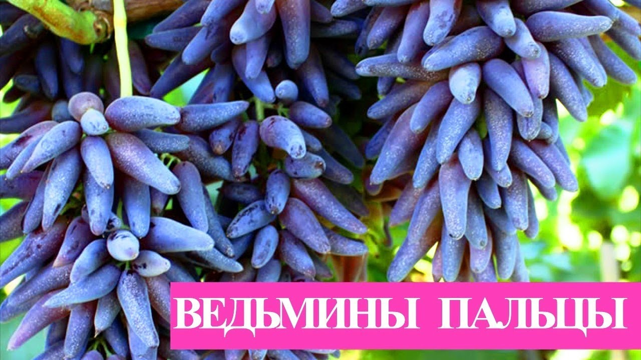Виноград Ведьмины пальцы( Witch Fingers,Tear Drops, Funny finger, Хеллоуин виноград, Хэллоуин))