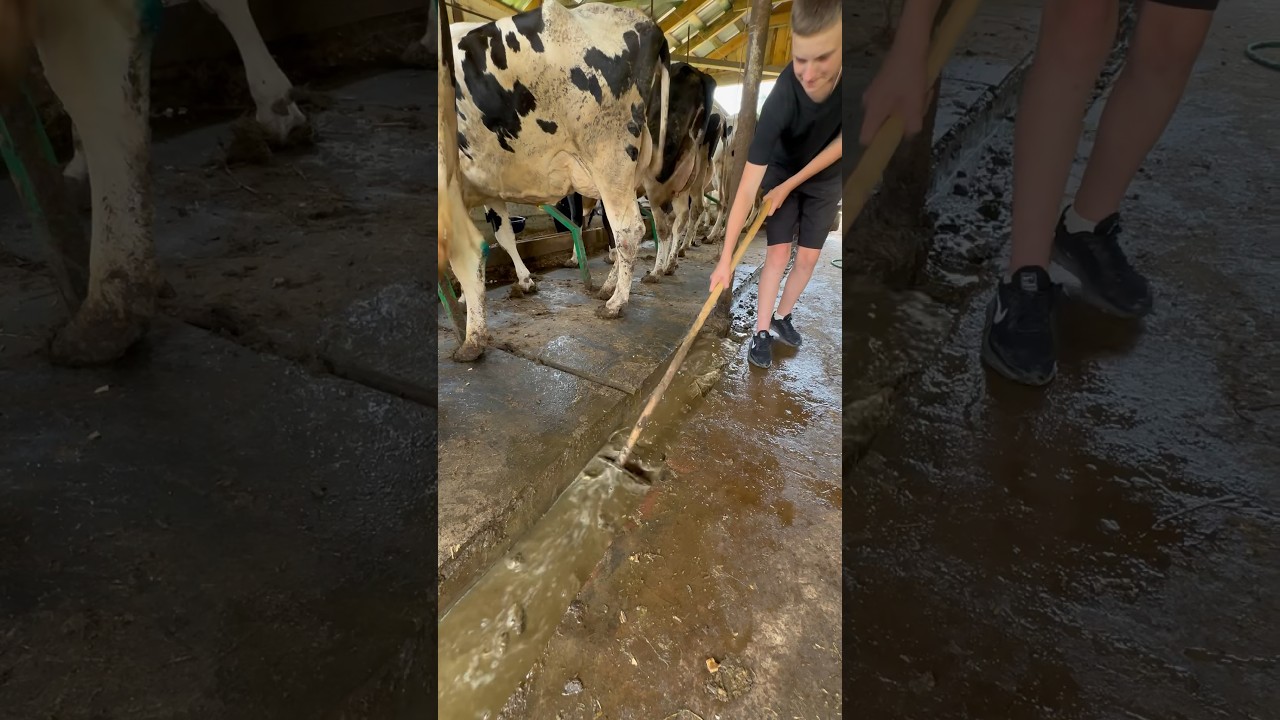 Washing after cows #cows #farm
