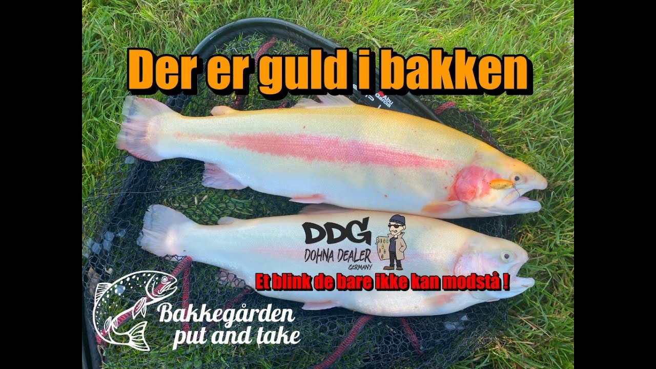 Guldfeber i Bakkegården Rødekro