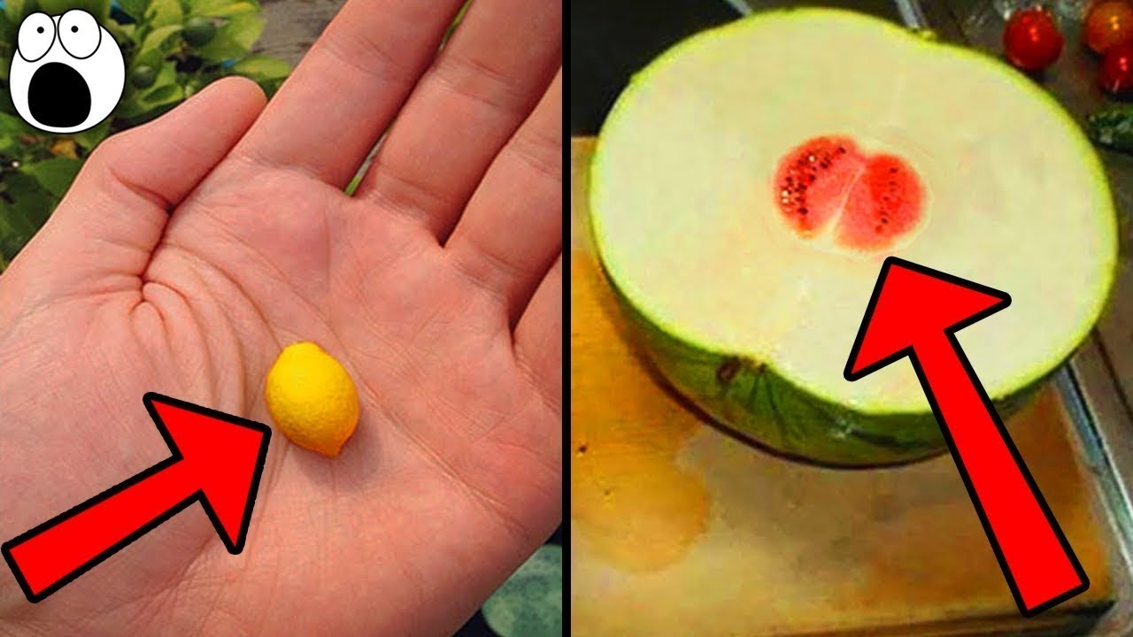 Pessoas Azaradas Que Perderam Na Loteria Das Comidas