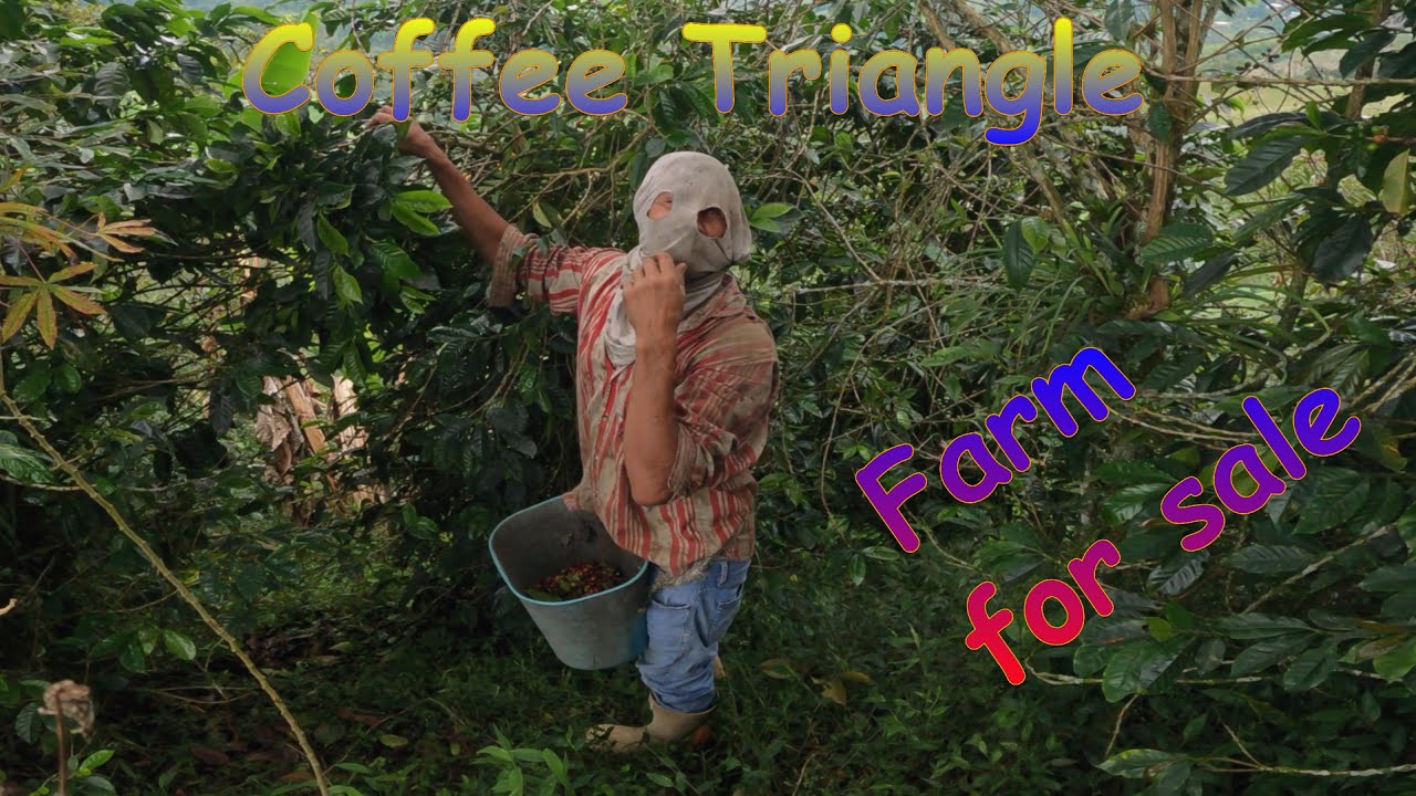 Pt 6- Eje Cafetera Colombian farm for sale (Finca en Eje Cafetero Colombia en venta)