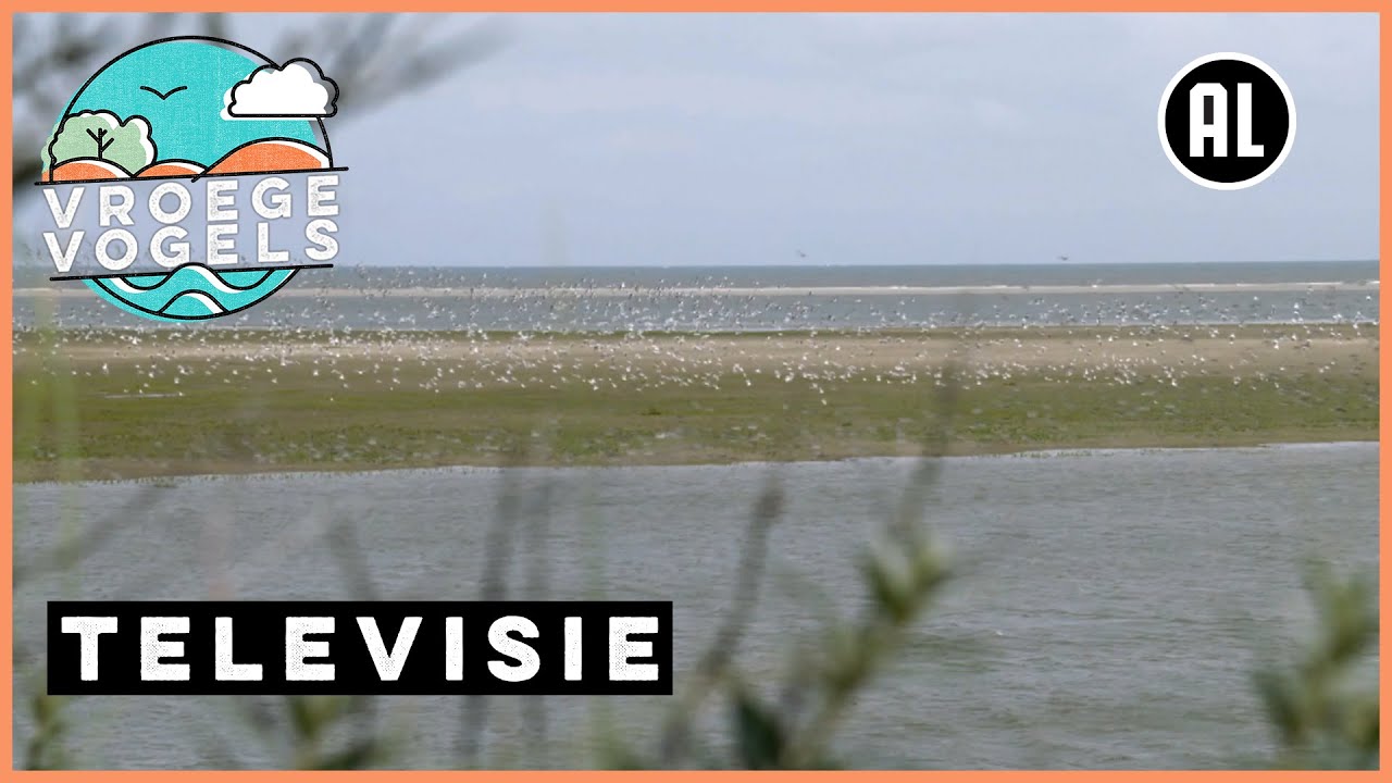 Talloze vogels tellen op Rottumerplaat | TV | Vroege Vogels