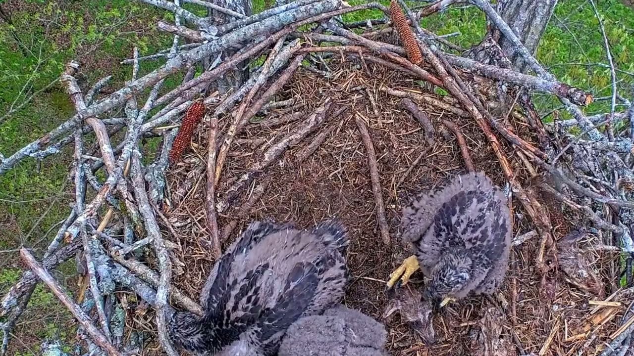EP#400 #baldeagle Review birds in nest with nature #birdslovers #birdsounds #birdsnest #wildbirds