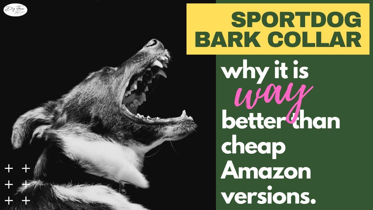 SportDog Bark Collar // Why It's Worth $100