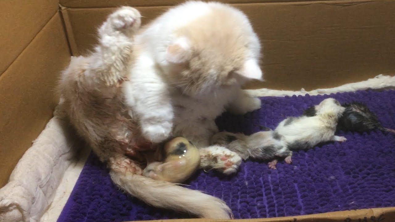 Cat Giving Birth: Cat Gives Birth To 7  Kittens - Part 3