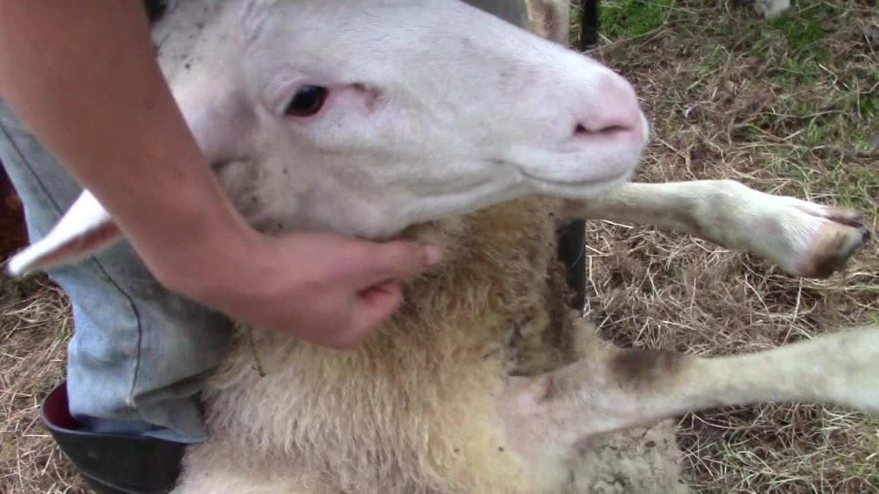 Foot Rot In Sheep – And How To Treat It