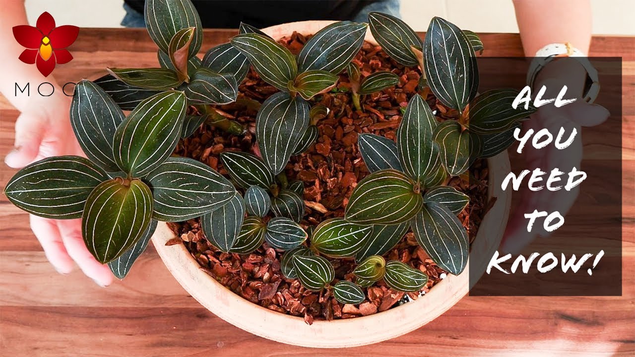 Do THIS with Jewel Orchids! | Basic Houseplant Care for Beginners